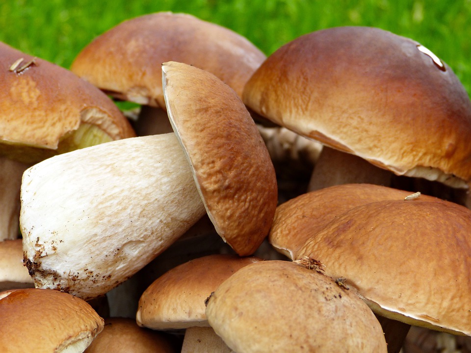 Ancora funghi… stavolta in una ricetta speciale
